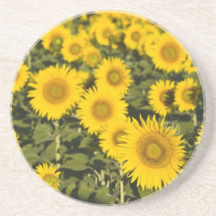Posavasos De Arenisca Francia, Provenza, Valensole. Campo de