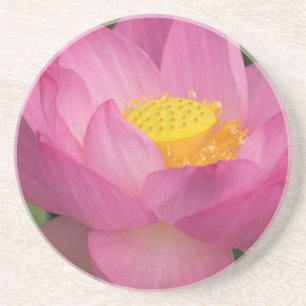 Posavasos De Arenisca Franklin NC, jardín de agua de Perry, Loto 2
