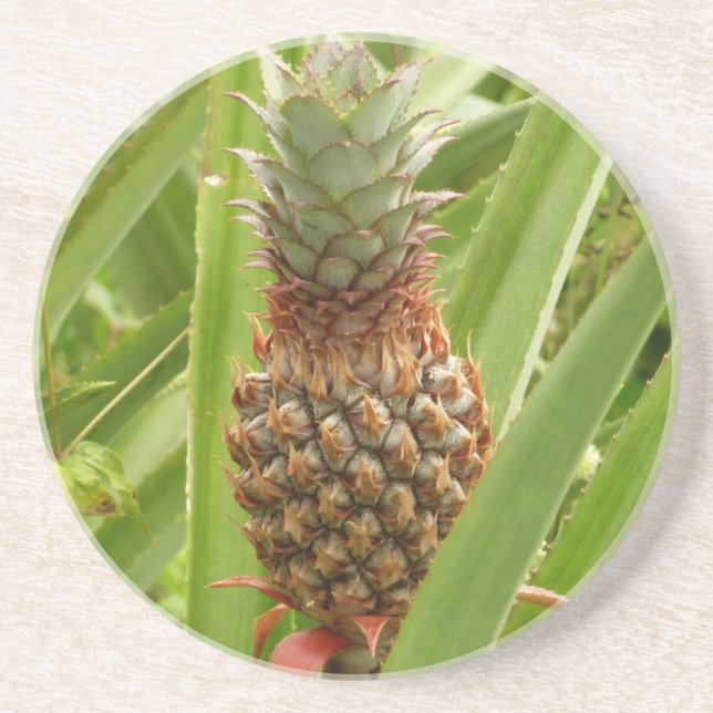 Posavasos De Arenisca Fruta tropical de la piña silvestre en la naturale (Frente)