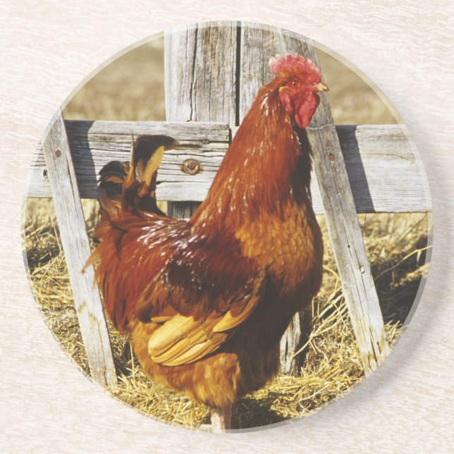 Posavasos De Arenisca Gallo rojo de Rhode Island (Frente)