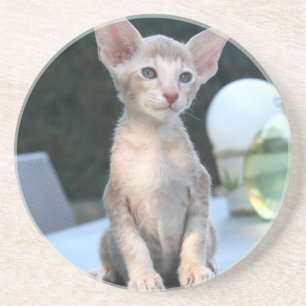 Posavasos De Arenisca Gatito siamés sobre una mesa