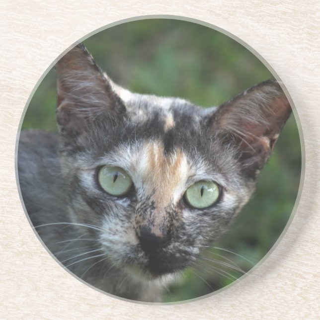Posavasos De Arenisca Gato blanco gris marrón con ojos verdes (Frente)