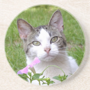 Posavasos De Arenisca Gato de Tabby Blanco y Petunia rosa