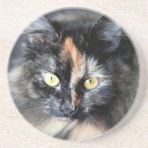 Posavasos De Arenisca Gato Siberiano