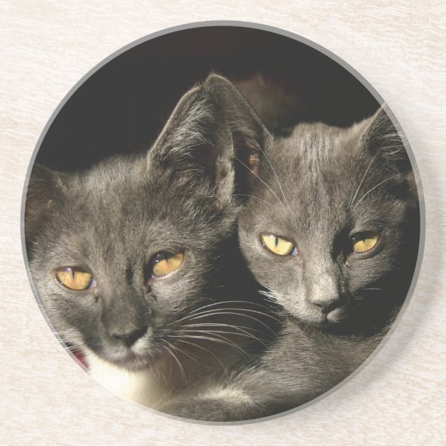 Posavasos De Arenisca Gatos grises Photo Coaster (Frente)
