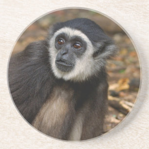 Posavasos De Arenisca Gibón de manos blancas (Hylobates Lar), Monkeyland