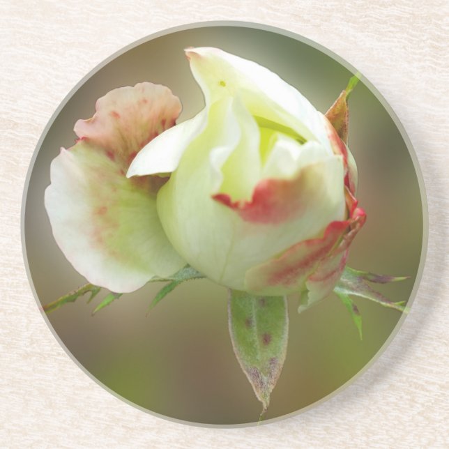 Posavasos De Arenisca glamour rosebud (Frente)