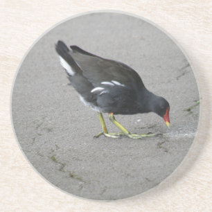 Posavasos De Arenisca Gracioso Moorhen hace un Bow Coasters