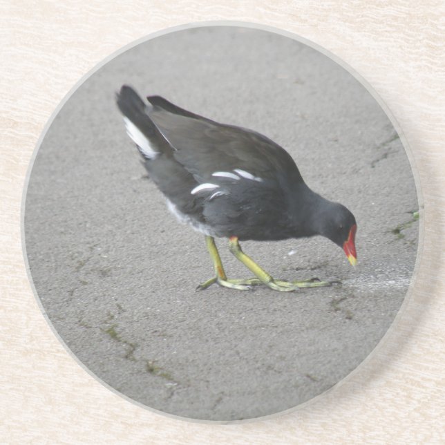 Posavasos De Arenisca Gracioso Moorhen hace un Bow Coasters (Frente)