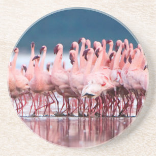 Posavasos De Arenisca Gran grupo de flamencos menores
