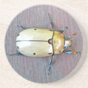 Posavasos De Arenisca Grapevine Beetle (Pelidnota punctata)