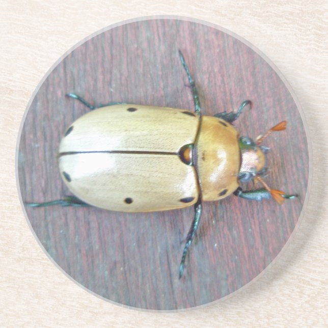 Posavasos De Arenisca Grapevine Beetle (Pelidnota punctata) (Frente)