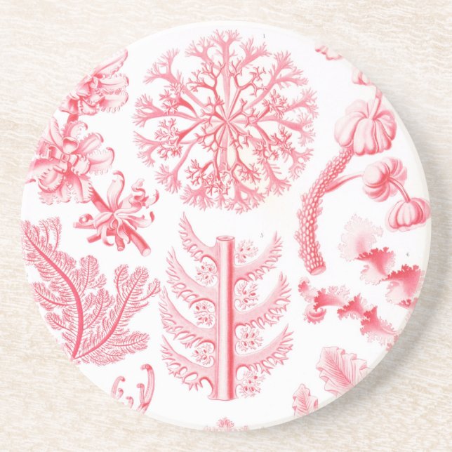 Posavasos De Arenisca Haeckel (Frente)