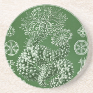 Posavasos De Arenisca Haeckel Antiguo