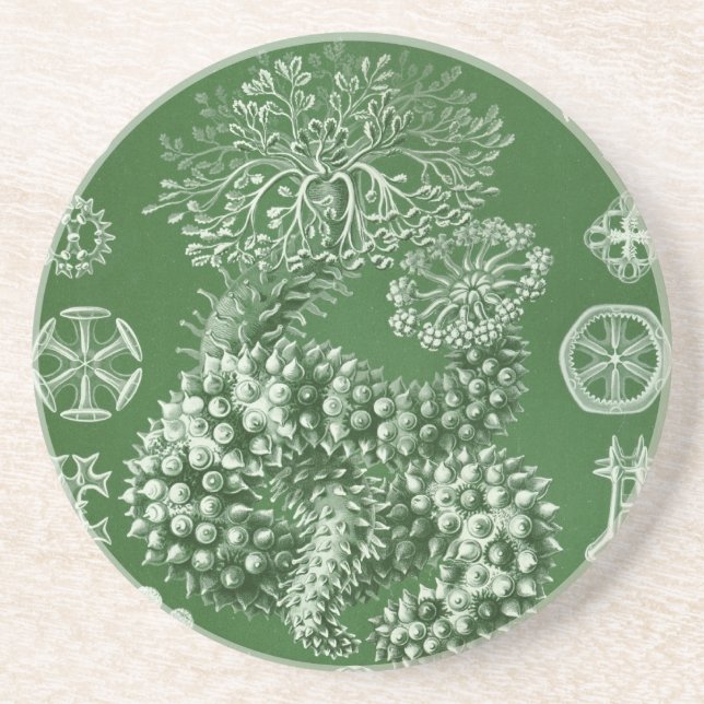 Posavasos De Arenisca Haeckel Antiguo (Frente)