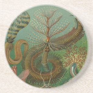 Posavasos De Arenisca Haeckel Centipedes
