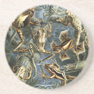 Posavasos De Arenisca Haeckel Frogs