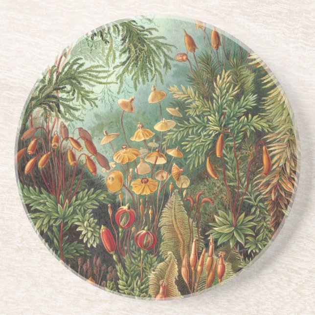 Posavasos De Arenisca Haeckel Jungle (Frente)