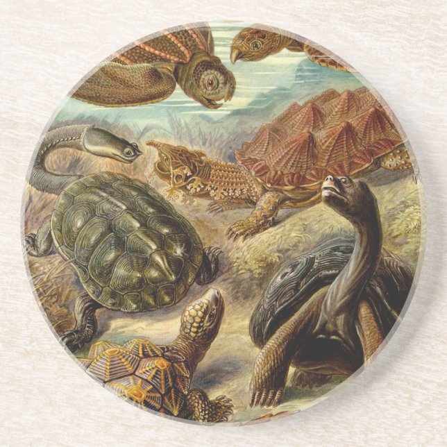 Posavasos De Arenisca Heckel Turtles (Frente)