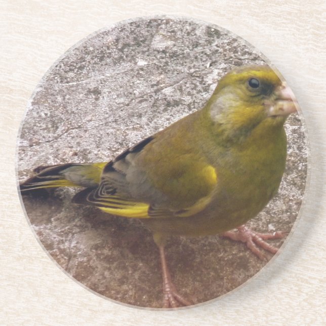 Posavasos De Arenisca Hermosa Finch (Frente)