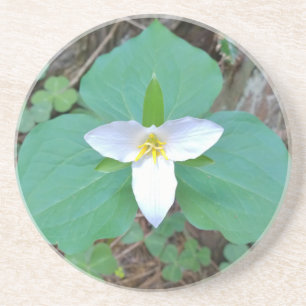 Posavasos De Arenisca Hermosa flor blanca del Trillium en el bosque