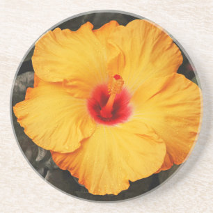 Posavasos De Arenisca Hermosa flor de hibisco naranja