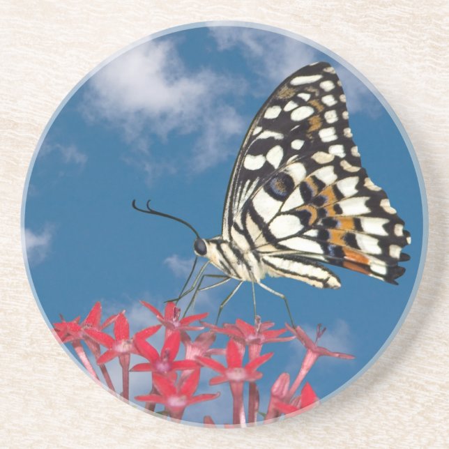 Posavasos De Arenisca Hermosa mariposa (Frente)