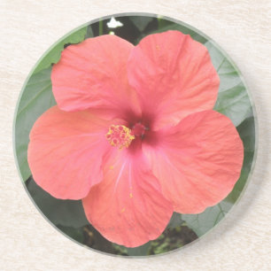 Posavasos De Arenisca Hermosa Naranja Hibiscus Flower Coasters