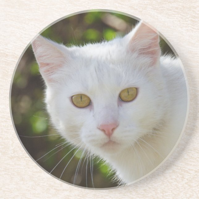 Posavasos De Arenisca Hermoso gato blanco (Frente)