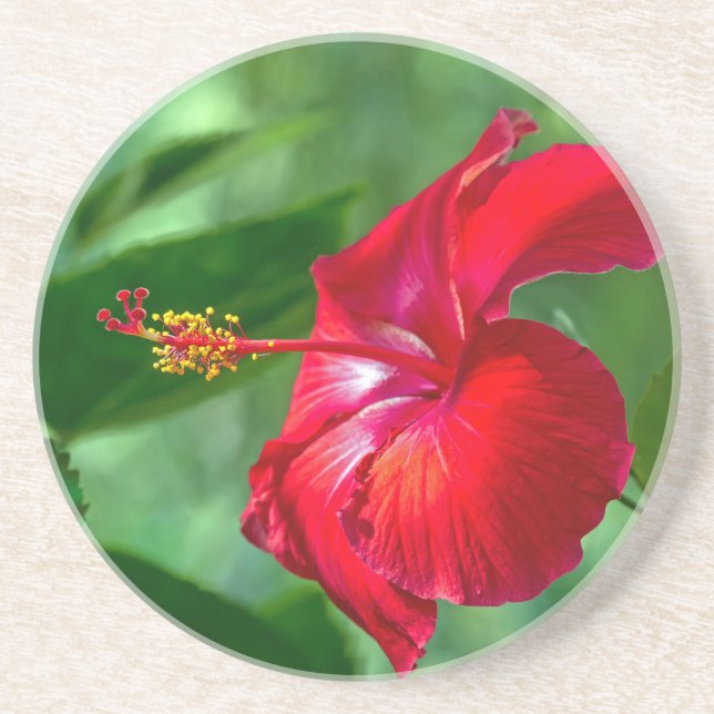 Posavasos De Arenisca Hibiscus Blossom (Frente)
