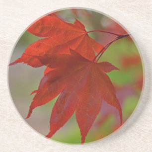 Posavasos De Arenisca Hojas de árbol rojo