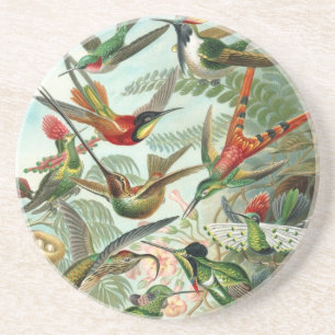 Posavasos De Arenisca Hummingbird (Trochilidae) por Haeckel Coaster