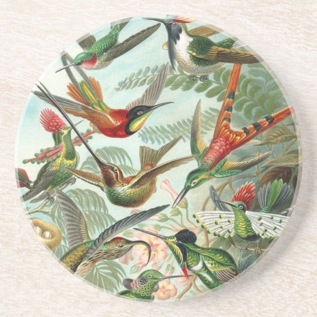 Posavasos De Arenisca Hummingbird (Trochilidae) por Haeckel Coaster (Frente)