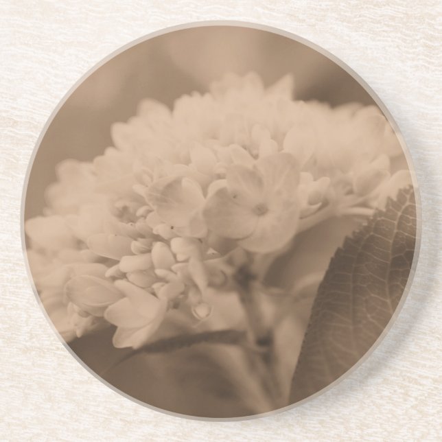 Posavasos De Arenisca Hydrangea suave Sepia Floral (Frente)