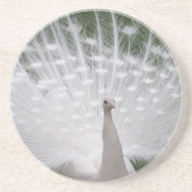 Posavasos De Arenisca Impresionante penacho de pavo real blanco (Peafowl (Frente)