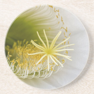 Posavasos De Arenisca Interior de un cactus blanco en flor