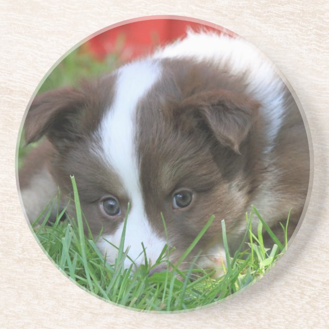 Posavasos De Arenisca Islandhund (Frente)