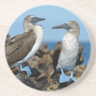 Posavasos De Arenisca Islas Galápagos, Isla Isabela