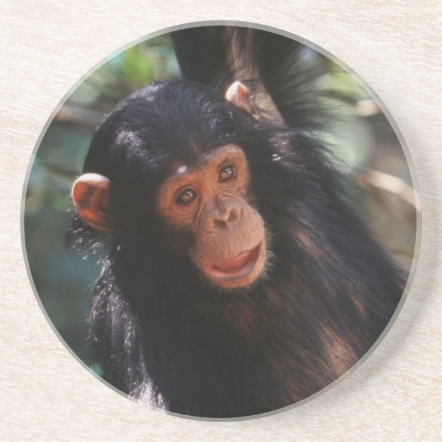 Posavasos De Arenisca Joven chimpancé (Frente)
