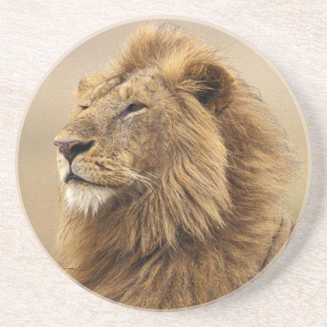 Posavasos De Arenisca Kenia, Masai Mara | León macho (Frente)