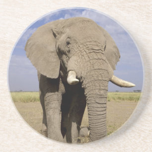 Posavasos De Arenisca Kenia: Parque Nacional de Amboseli, elefante macho