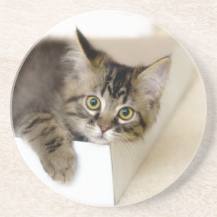 Posavasos De Arenisca Kitty en una montaña rusa