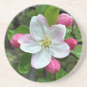 Posavasos De Arenisca La lluvia cae sobre la flor pequeña