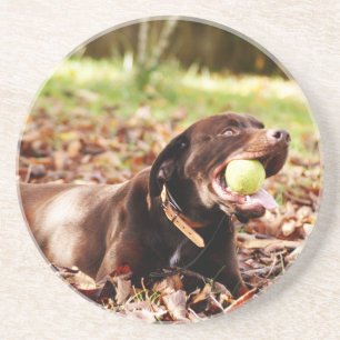 Posavasos De Arenisca Labrador Chocolate Jugando Con Pelota