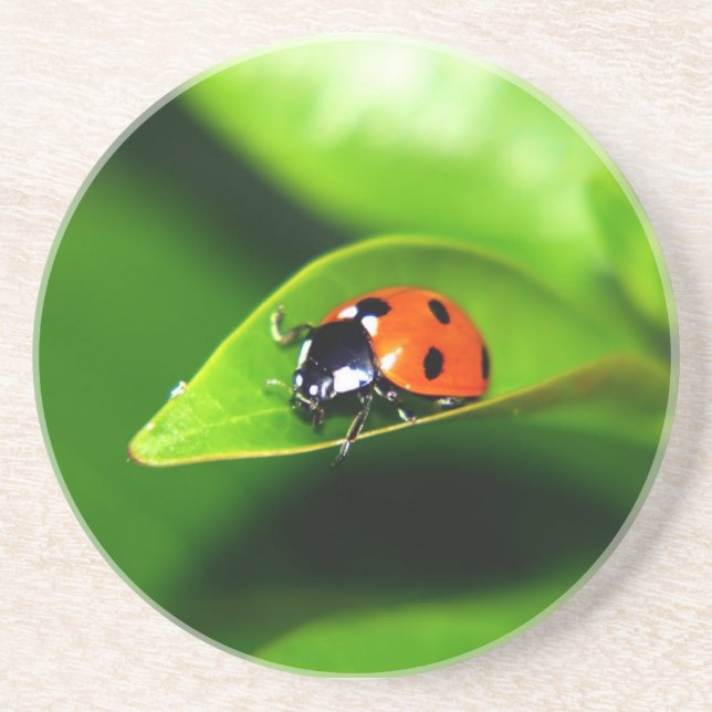 Posavasos De Arenisca Ladybug (Frente)