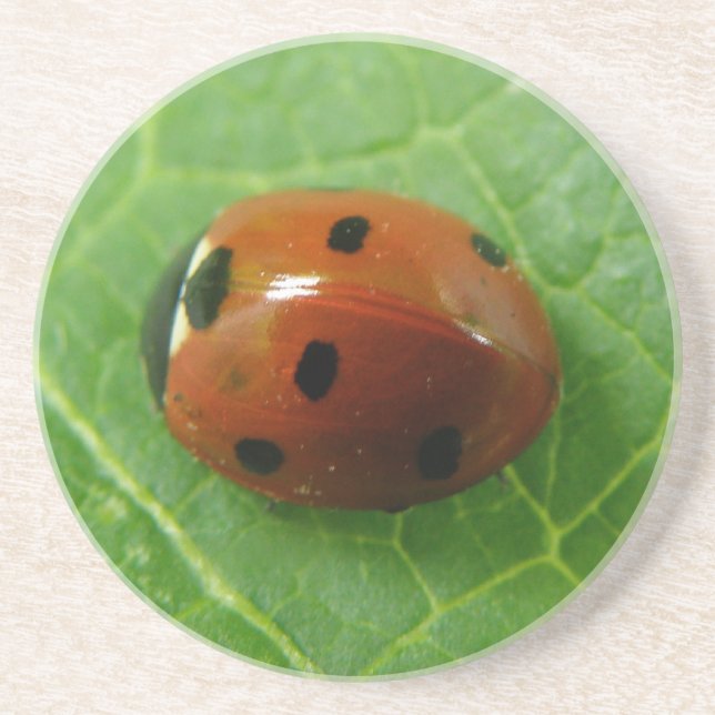 Posavasos De Arenisca Ladybug Coasters (Frente)