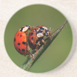 Posavasos De Arenisca Ladybugs en amor