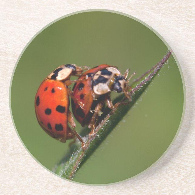 Posavasos De Arenisca Ladybugs en amor (Frente)