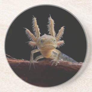 Posavasos De Arenisca Larve con cresta del newt