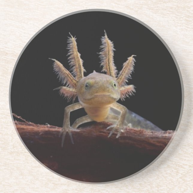 Posavasos De Arenisca Larve con cresta del newt (Frente)
